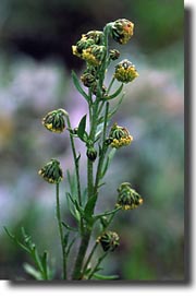 Wormwood: Artemisia absinthium